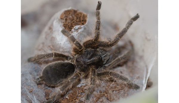 Harpactira gigas (Common Baboon Spider) 1/2-3/4" 